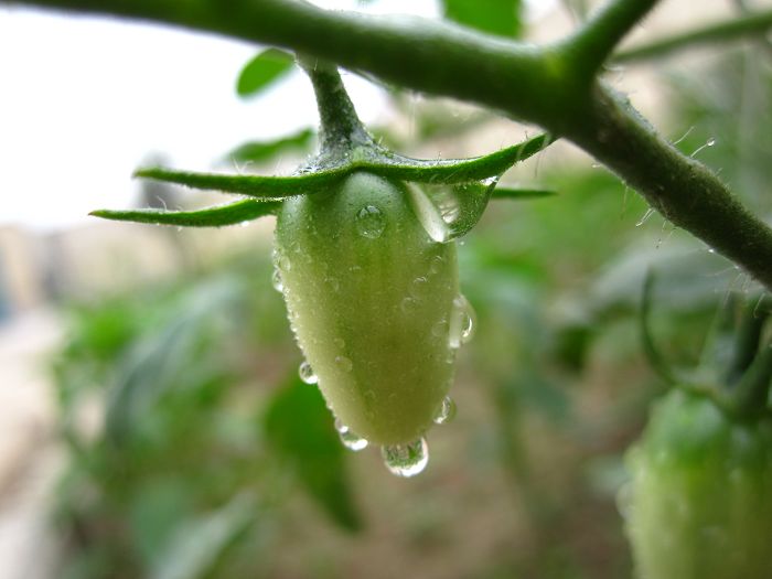 缤纷菜园