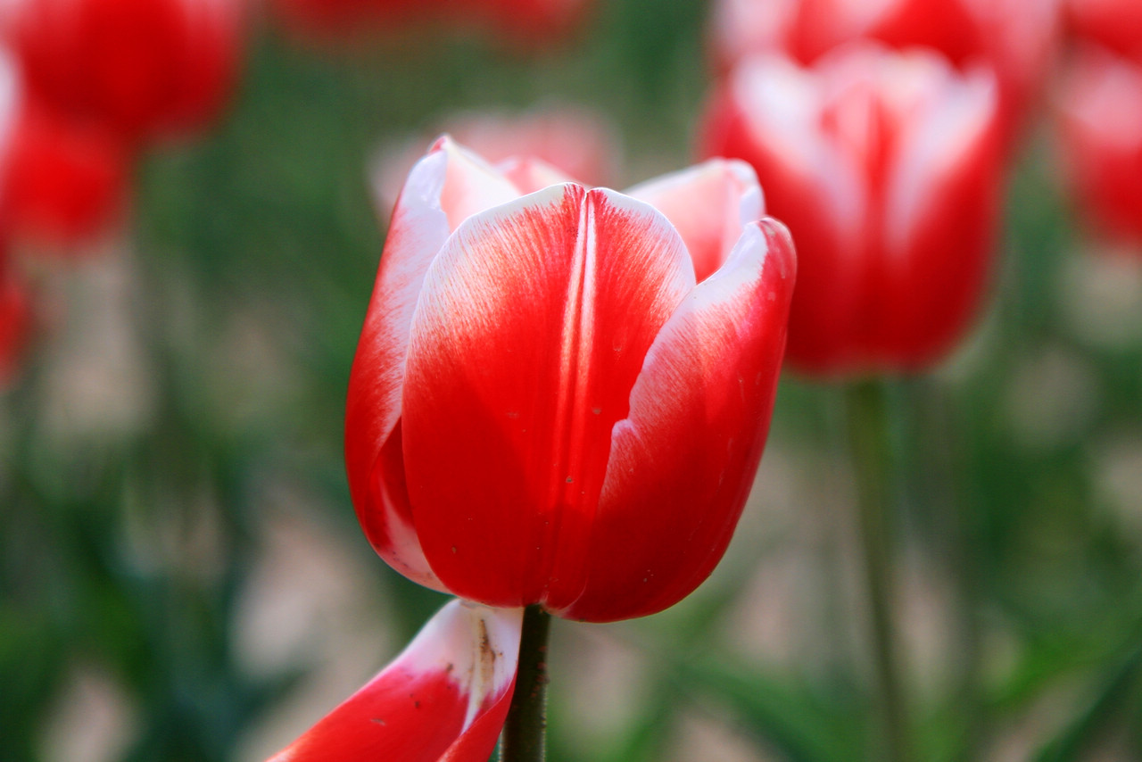 [原创]随手拍拍我们的TULIP