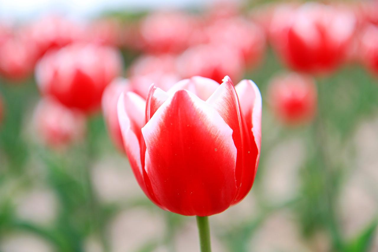 [原创]随手拍拍我们的TULIP