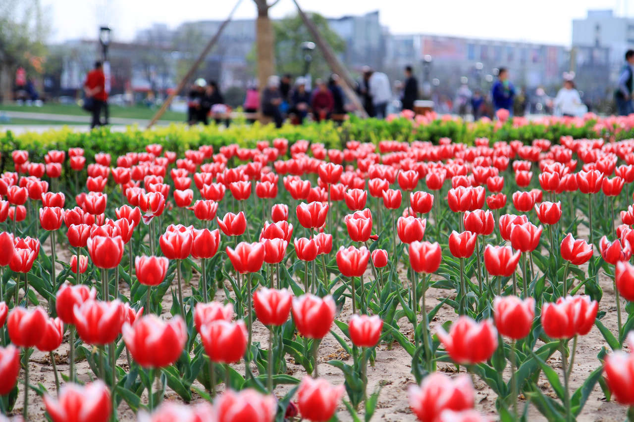 [原创]随手拍拍我们的TULIP