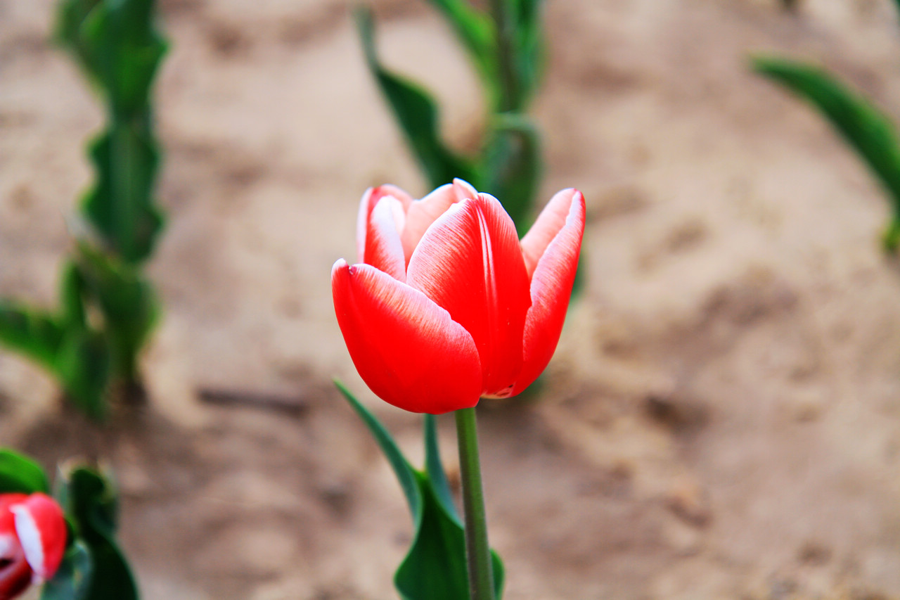 [原创]随手拍拍我们的TULIP