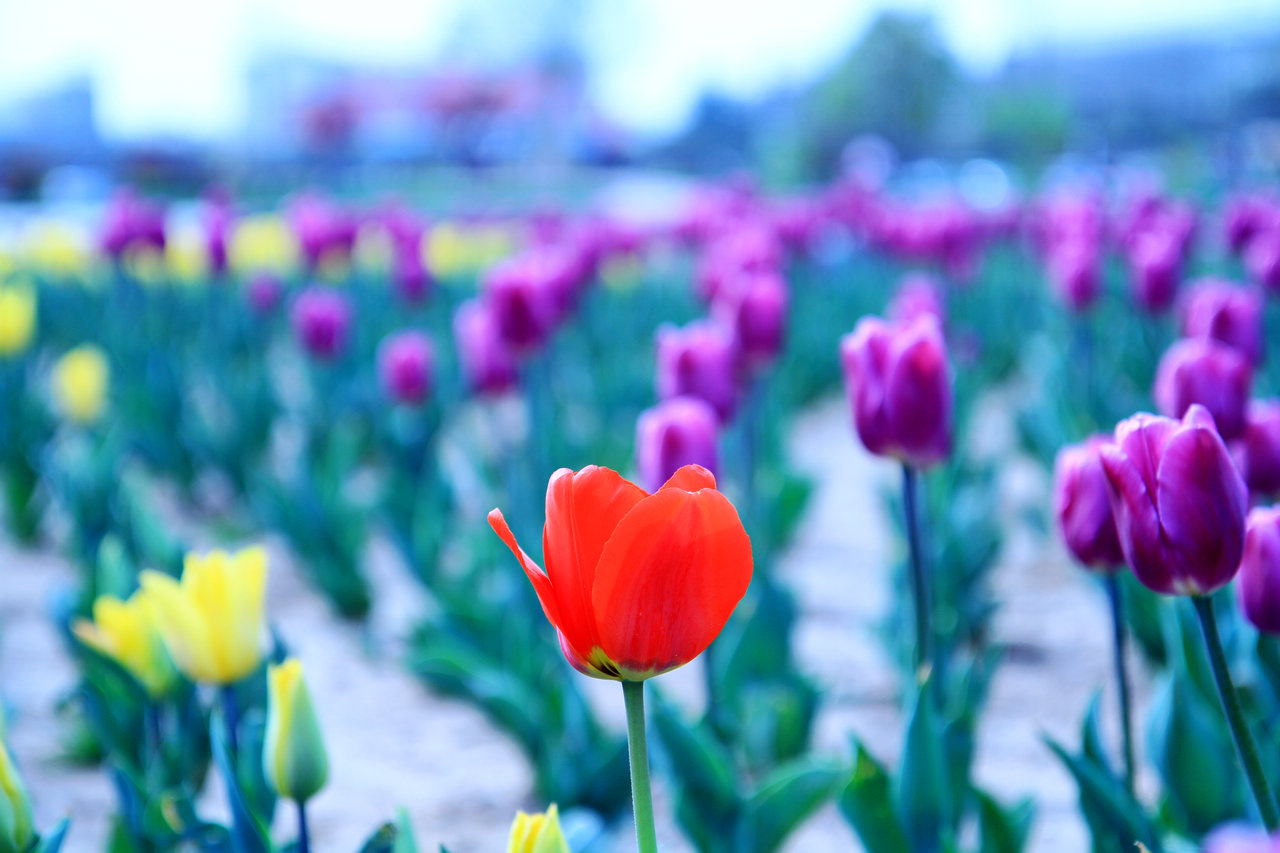 [原创]随手拍拍我们的TULIP