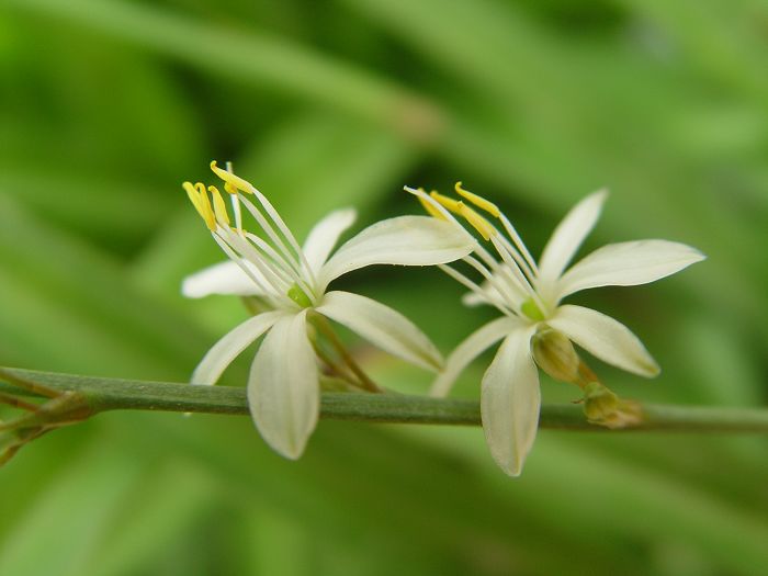 吊兰花