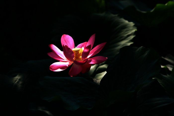 荷