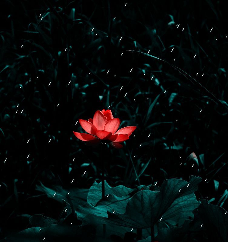 荷