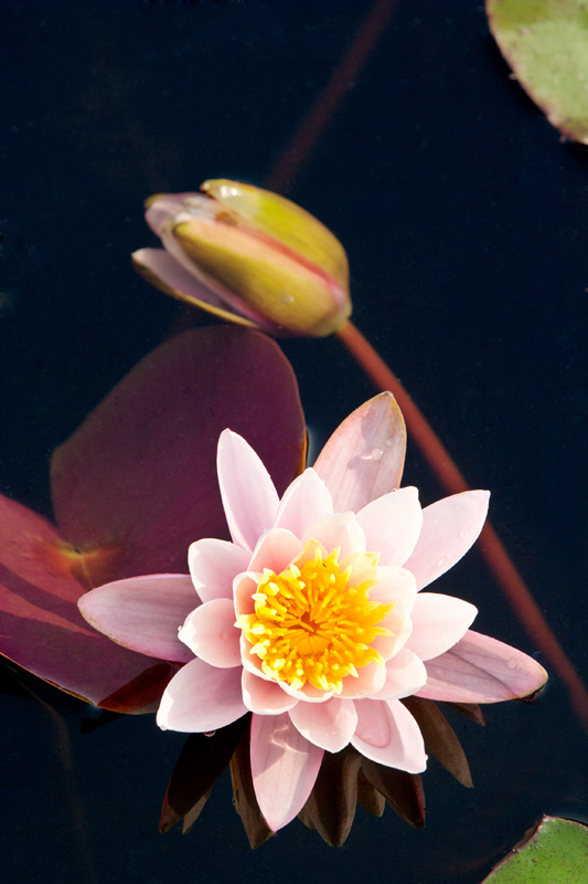 端午节前看睡莲