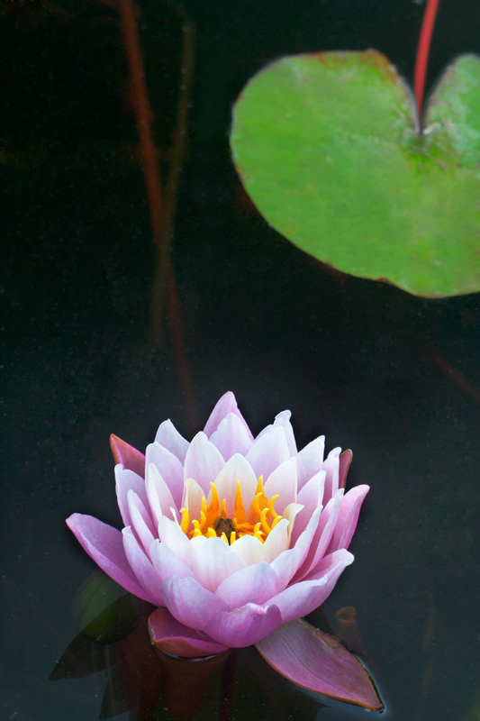 端午节前看睡莲