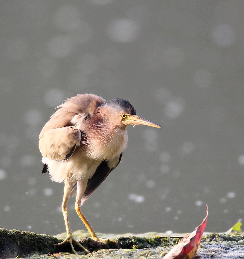 黄苇鳽