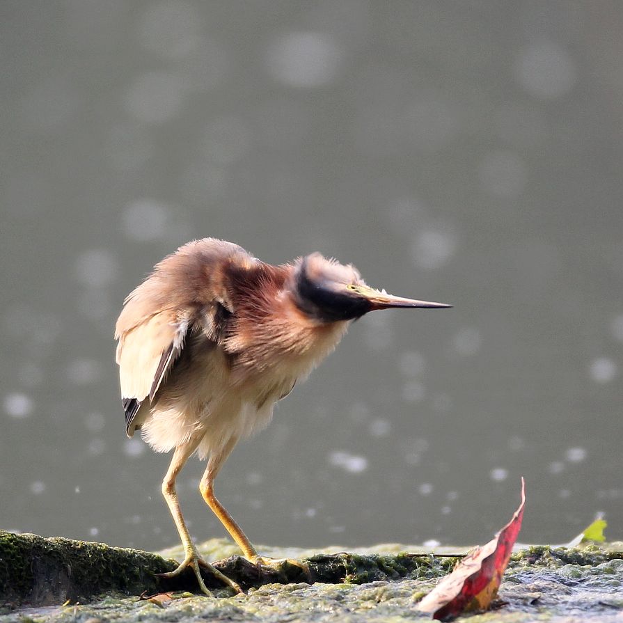 黄苇鳽
