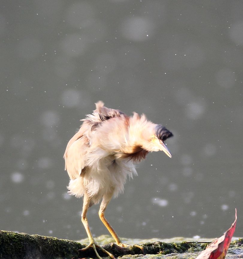 黄苇鳽