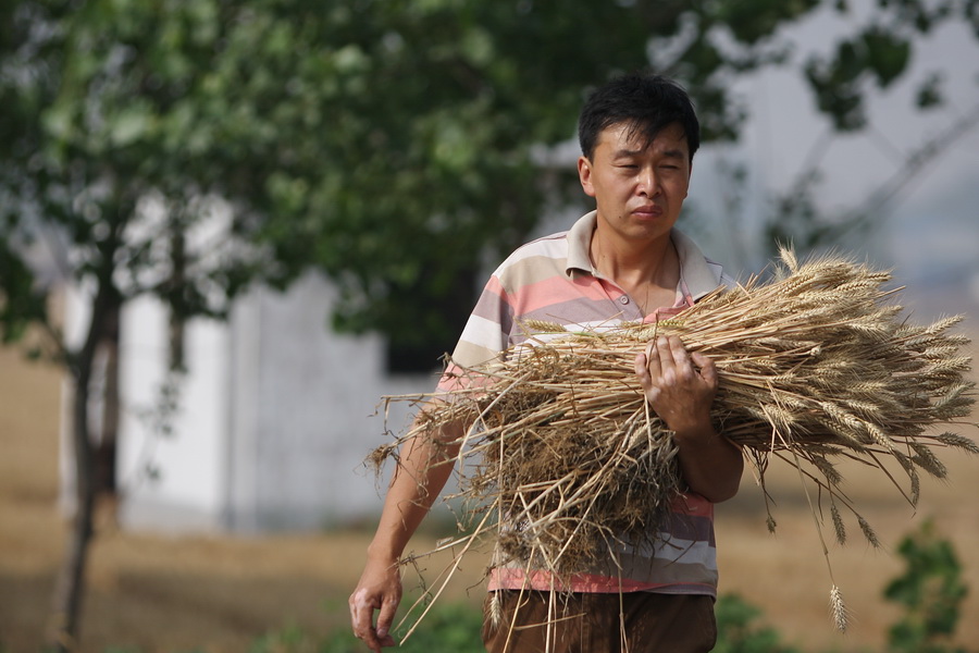 麦收时节庆丰收