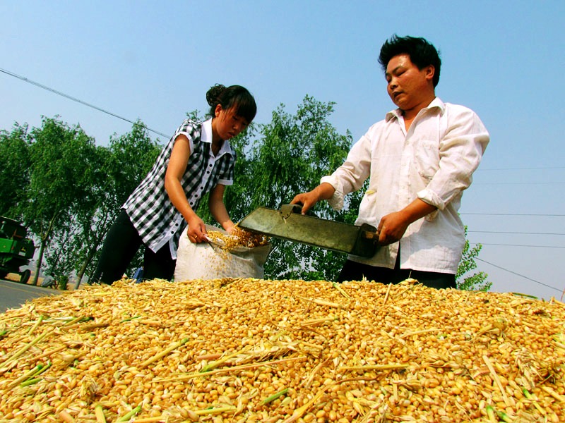 麦收时节庆丰收