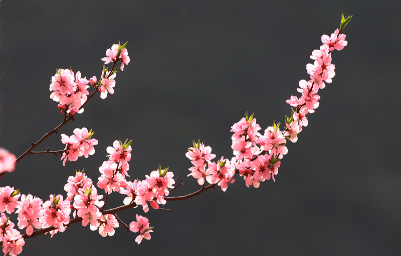 那时花开（不断添加中）