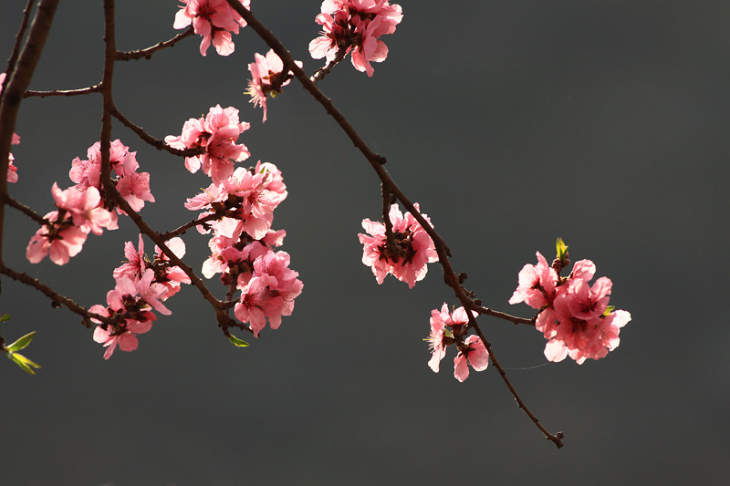 那时花开（不断添加中）