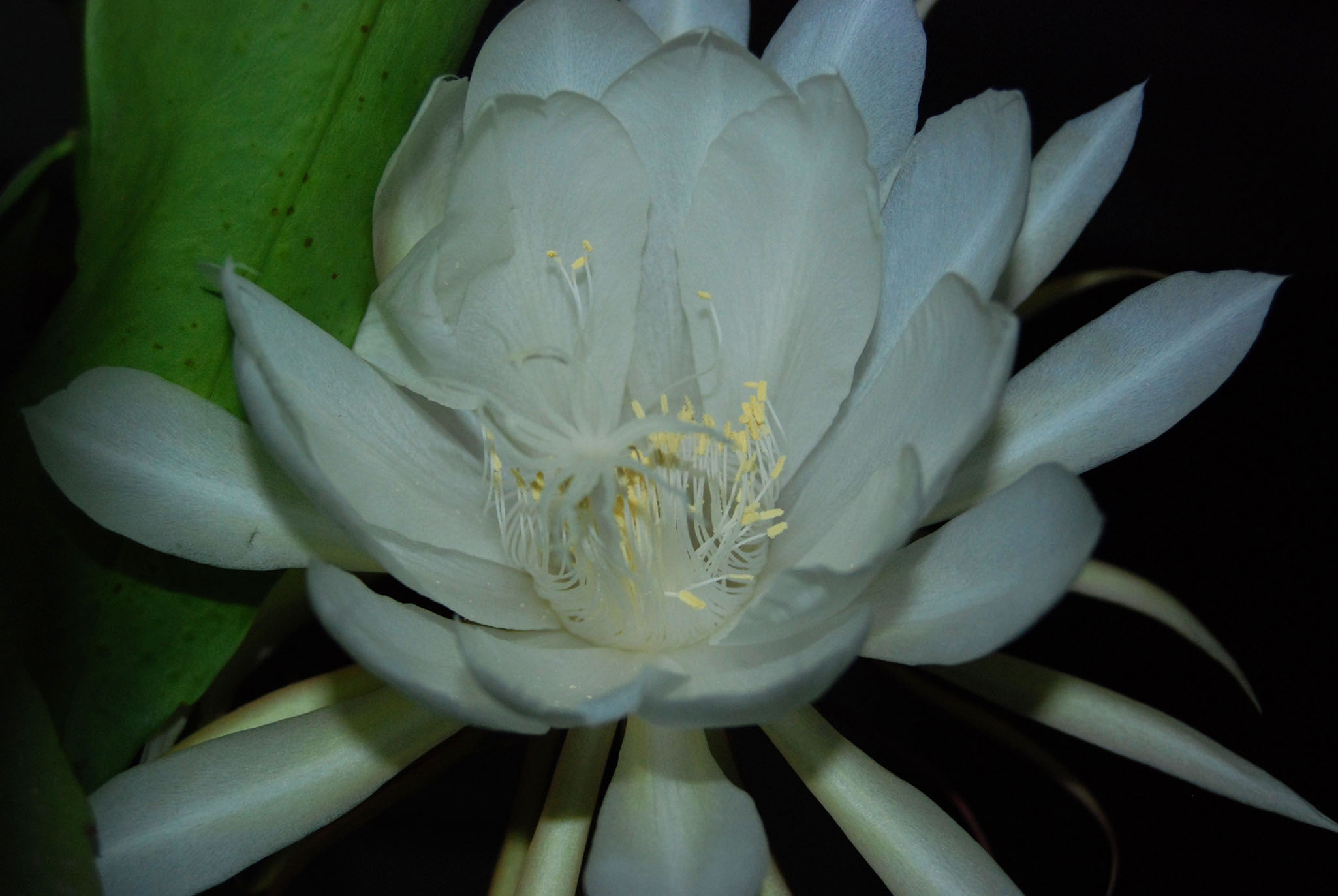 我家的昙花开了