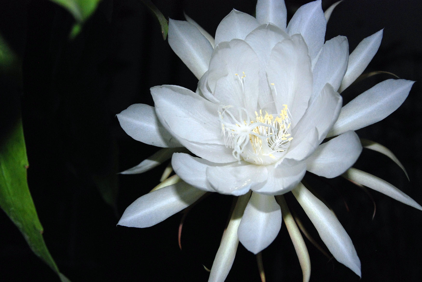 我家的昙花开了