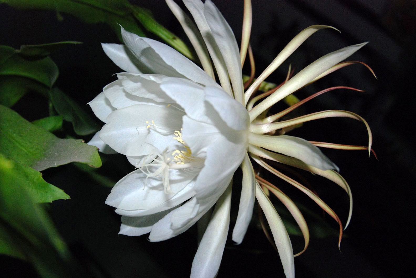 我家的昙花开了