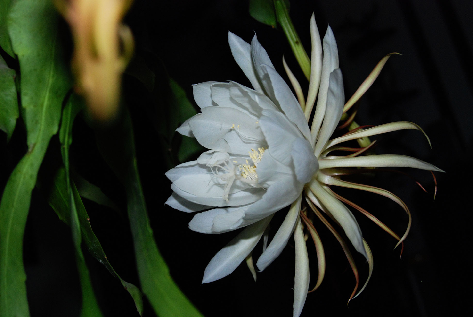 我家的昙花开了