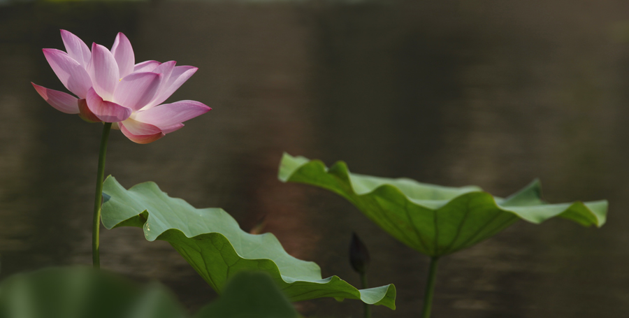 那时花开（不断添加中）