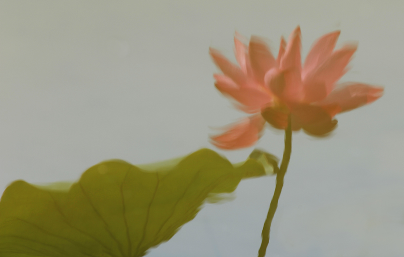 那时花开（不断添加中）