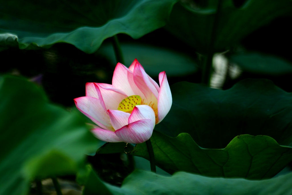 发一期花草