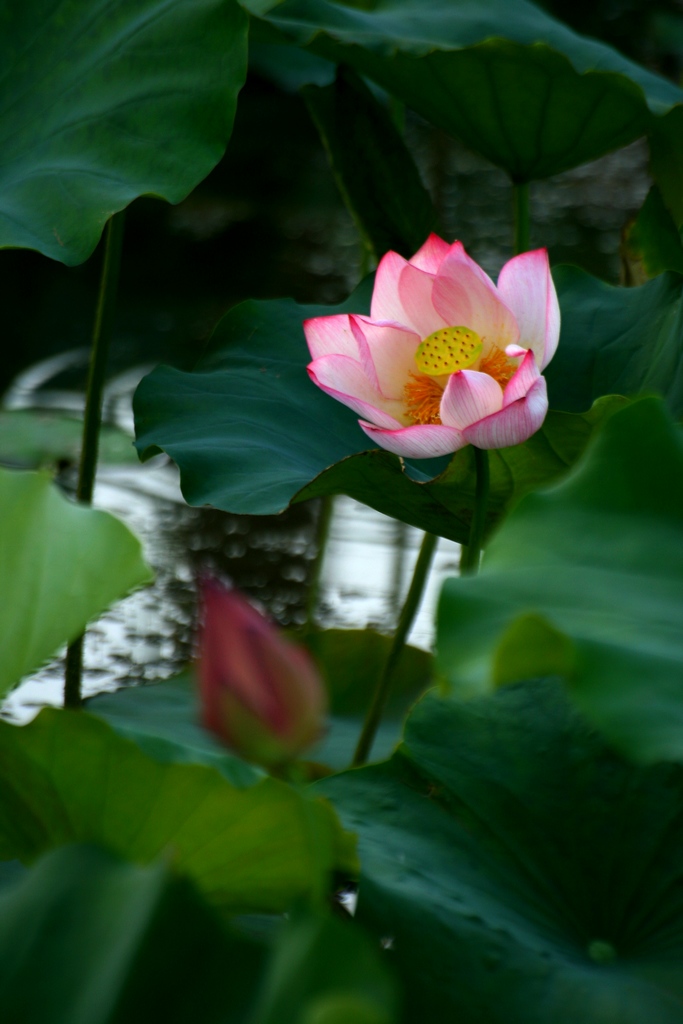 发一期花草