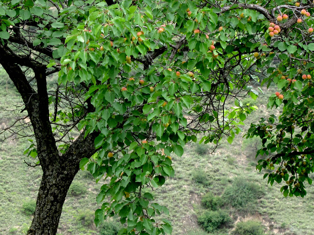 野山杏