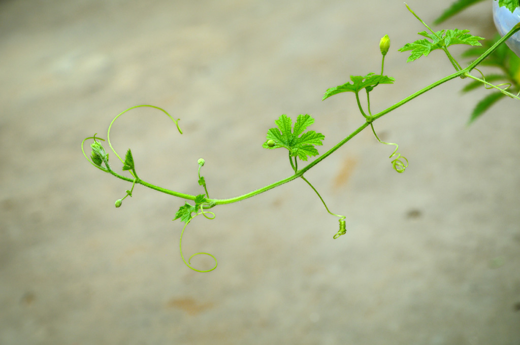 花开的时候