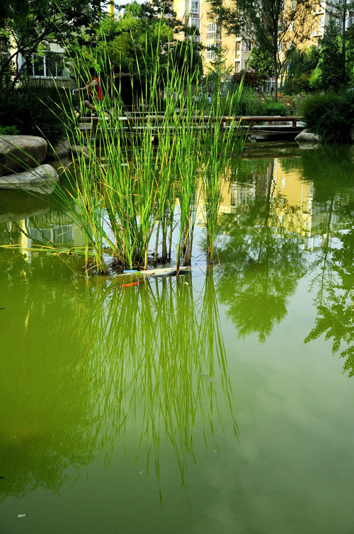 碧水云天小区一景