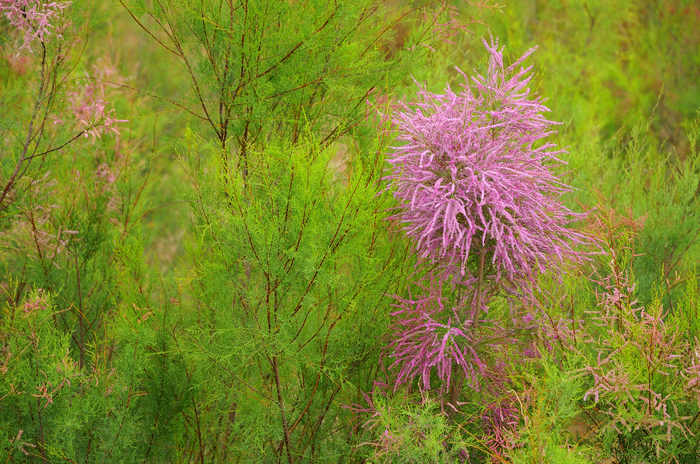 花开的时候