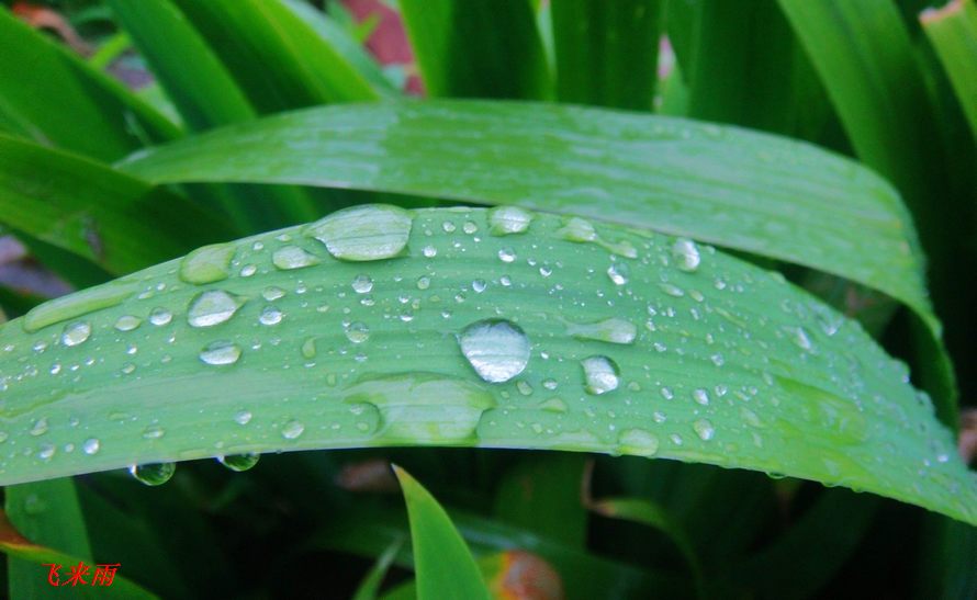 [原创]飞雨中的小花