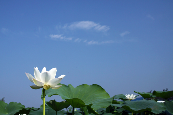学拍荷花