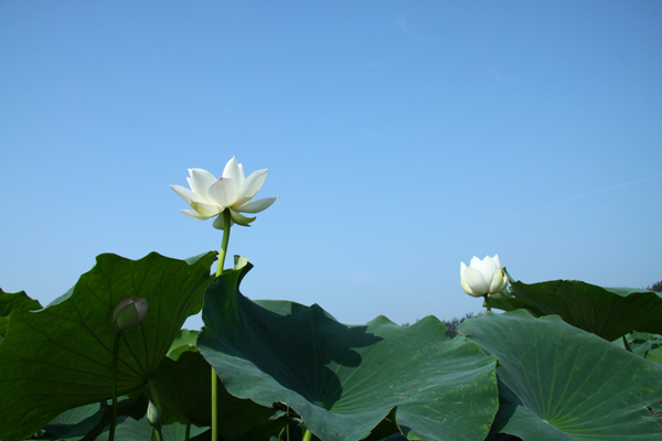 学拍荷花