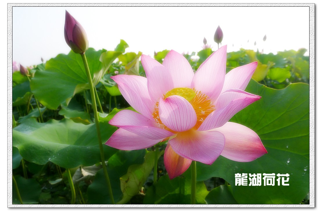 又是荷花盛开时