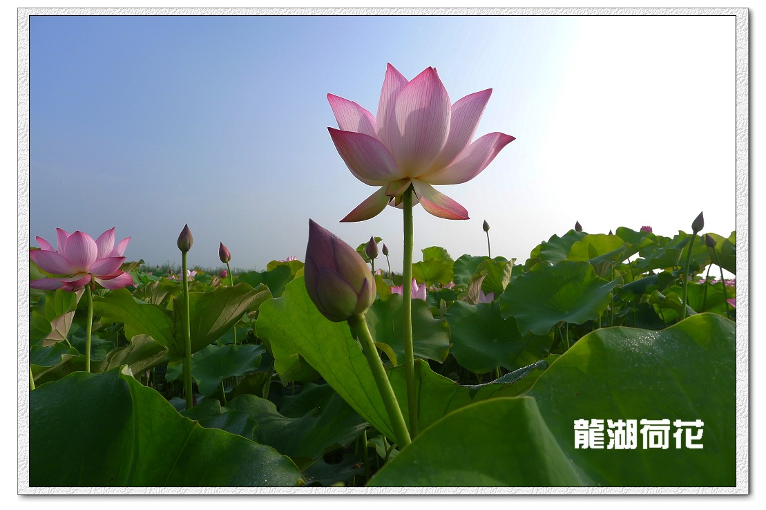 又是荷花盛开时