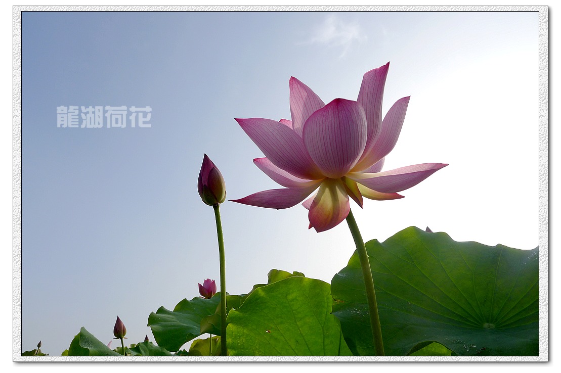 又是荷花盛开时