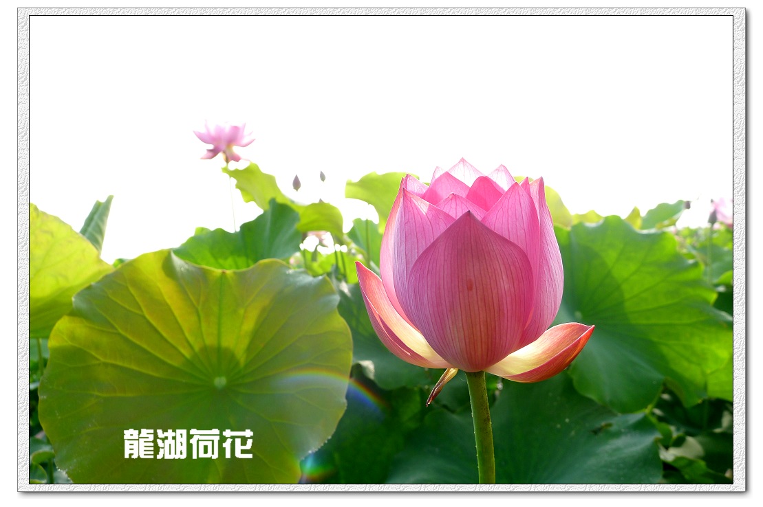 又是荷花盛开时