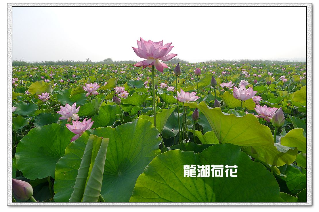 又是荷花盛开时