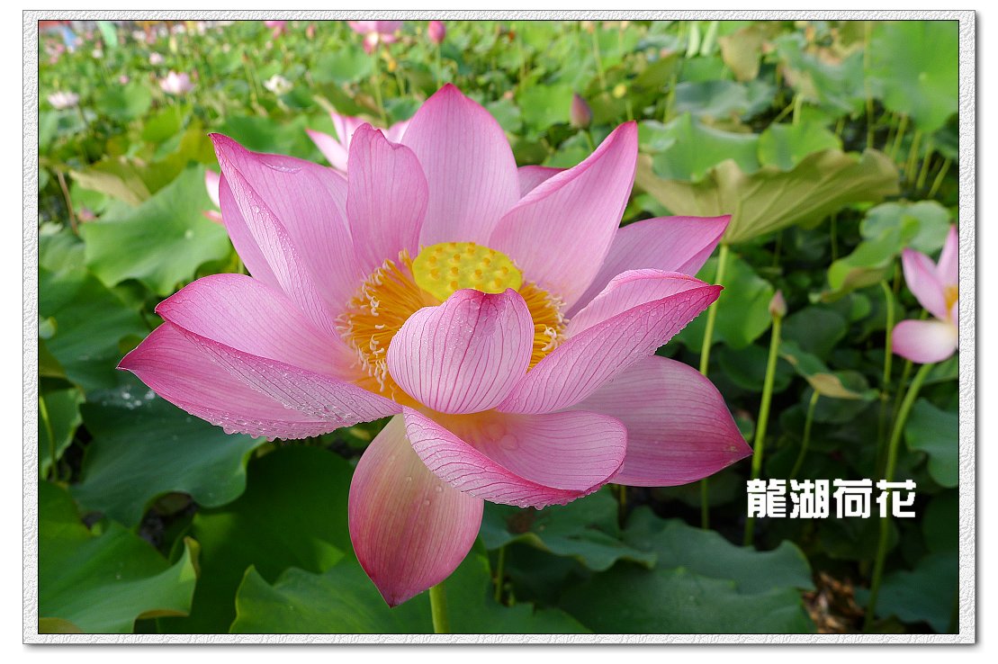 又是荷花盛开时