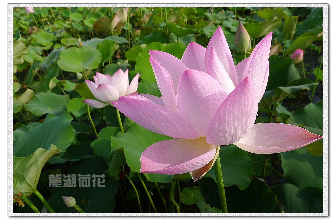 又是荷花盛开时