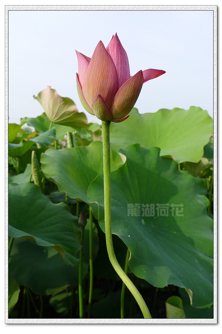 又是荷花盛开时