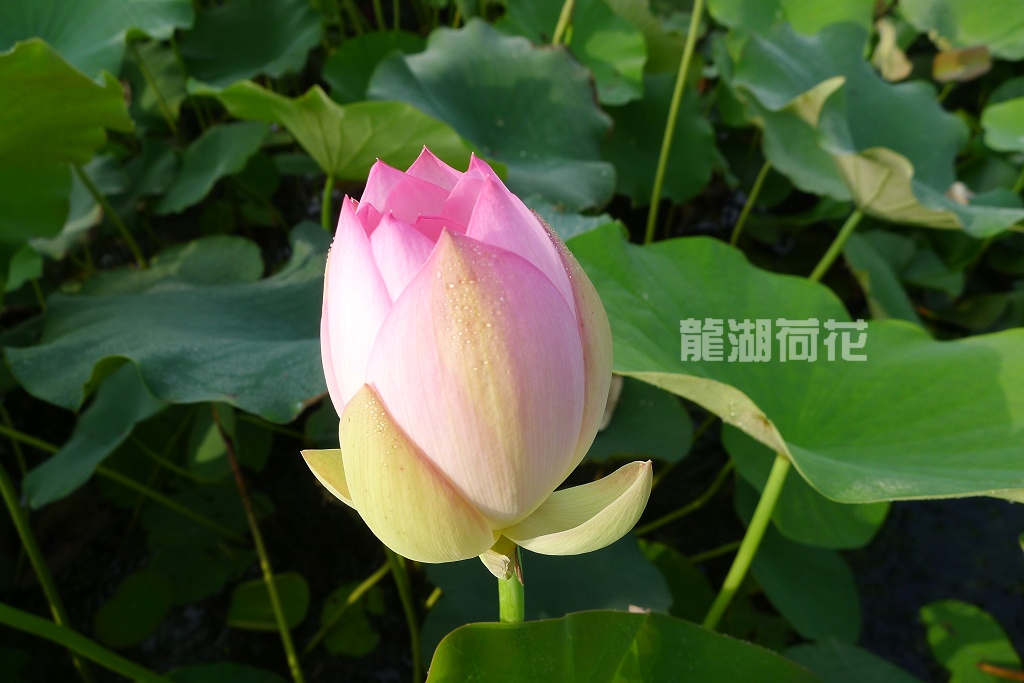 又是荷花盛开时
