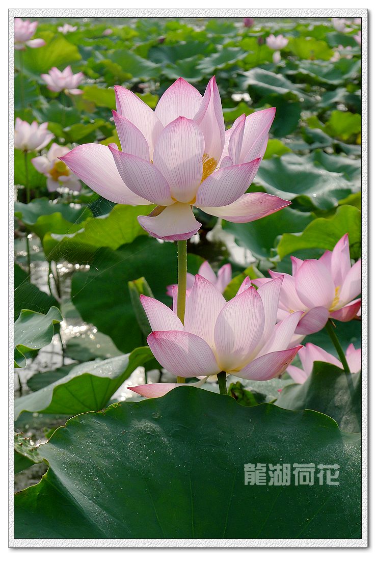 又是荷花盛开时