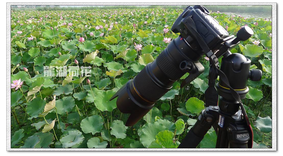 又是荷花盛开时