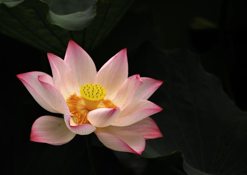 荷花、、、又见荷花、、、