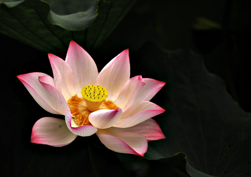 荷花、、、又见荷花、、、