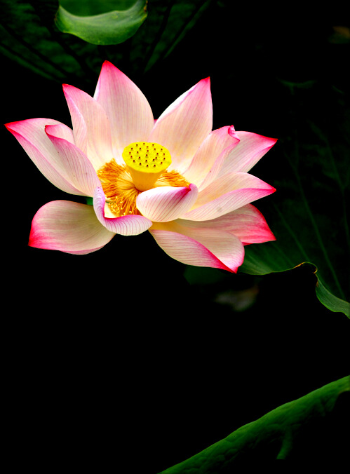 荷花、、、又见荷花、、、