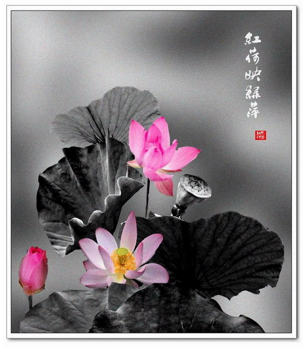 [原创]又见荷花