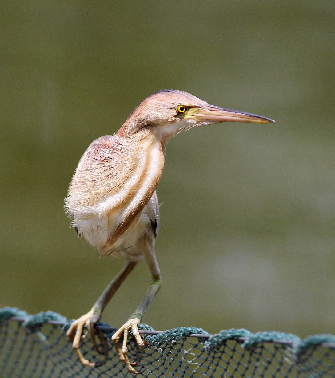 黄苇鳽