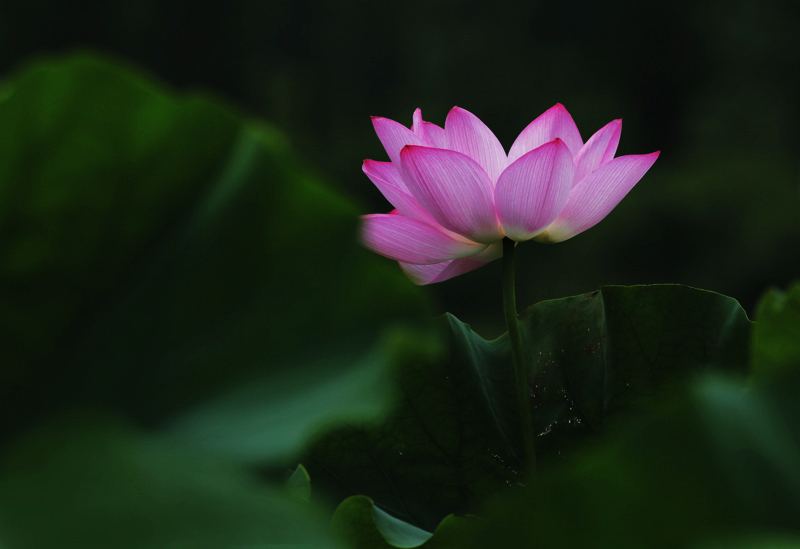 那时花开（不断添加中）